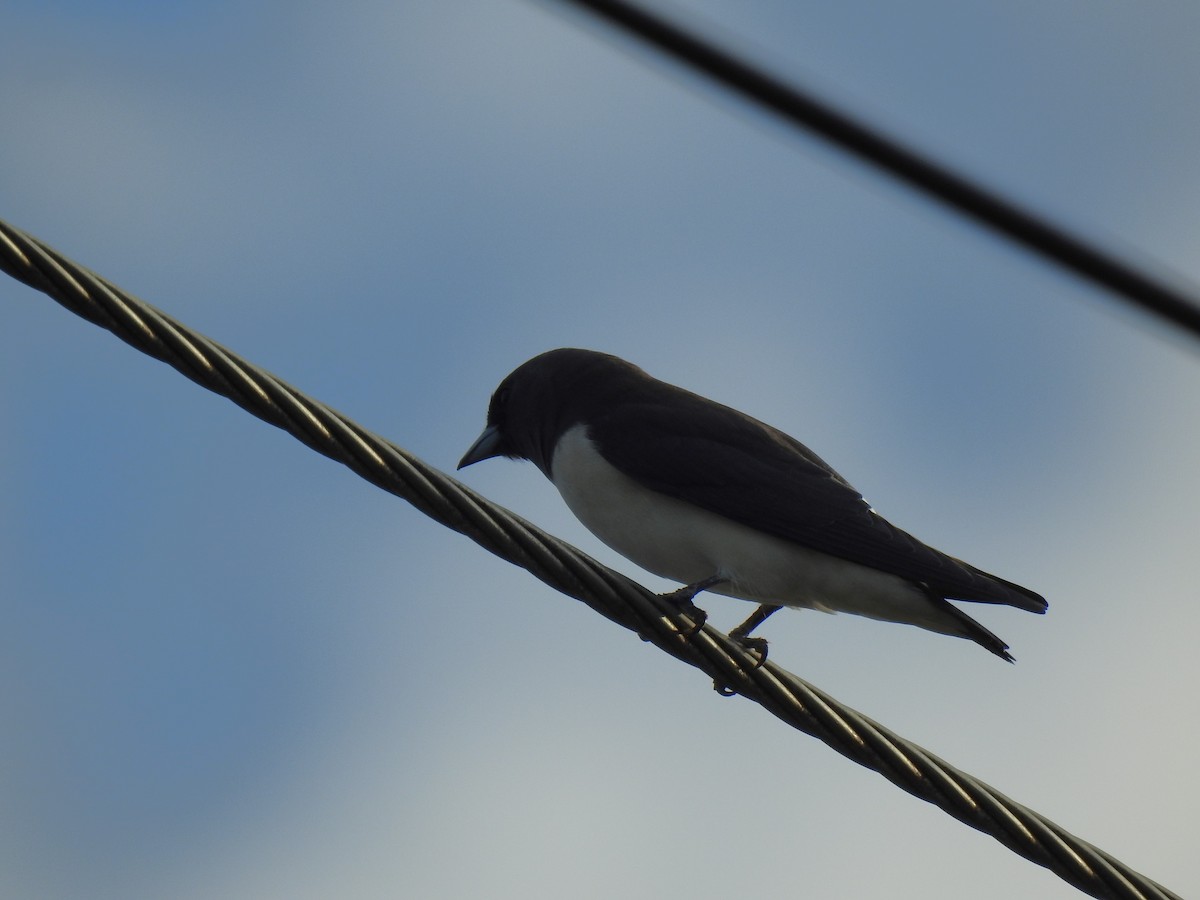 White-breasted Woodswallow - ML618950668