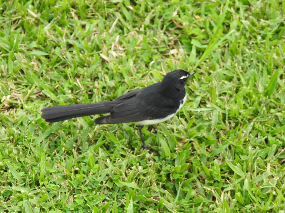 Willie-wagtail - ML618950669