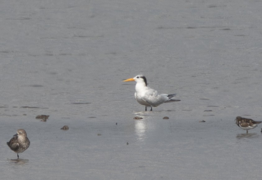West African Crested Tern - ML618950691