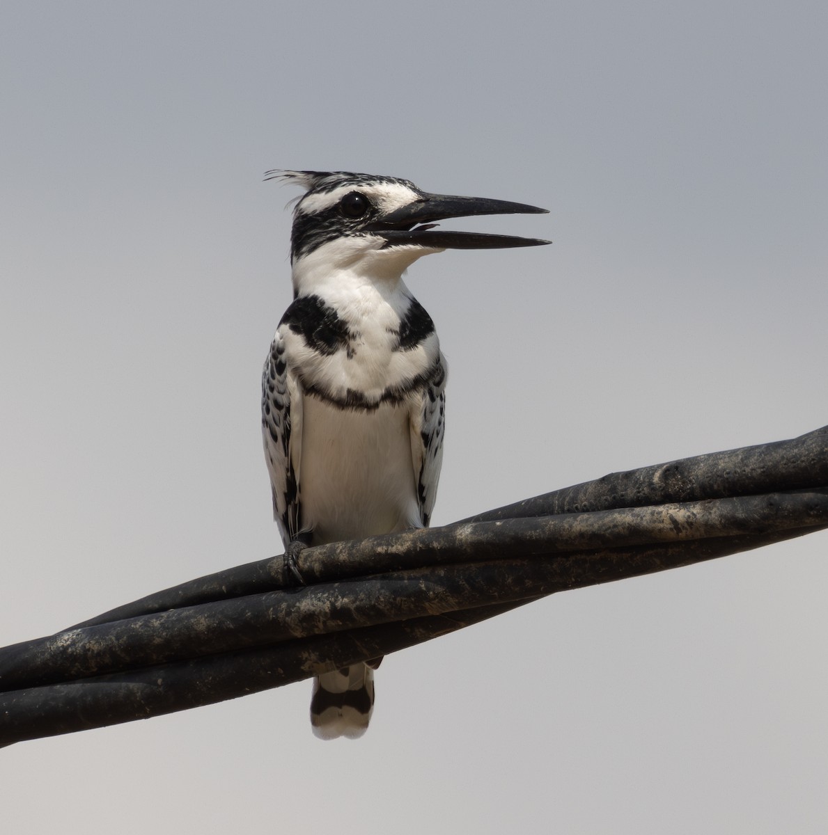 Pied Kingfisher - Marie Lister