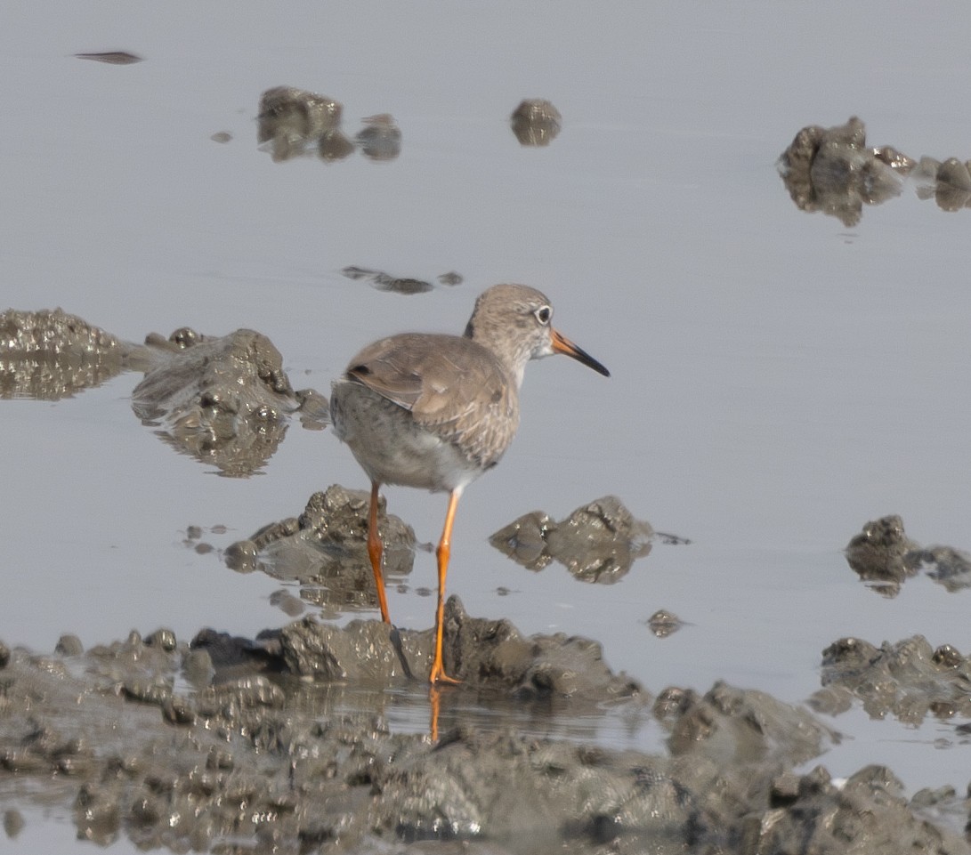Common Redshank - Marie Lister