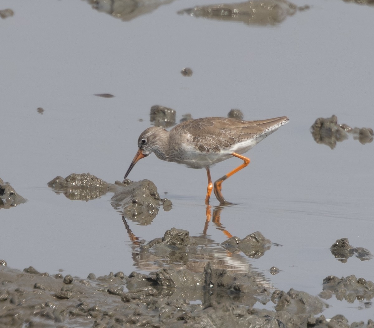 Common Redshank - Marie Lister