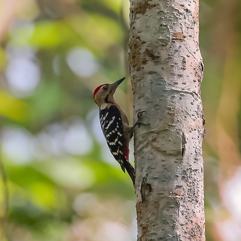 Fulvous-breasted Woodpecker - Som Mandal