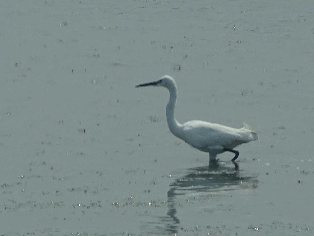Medium Egret - Sri Srikumar