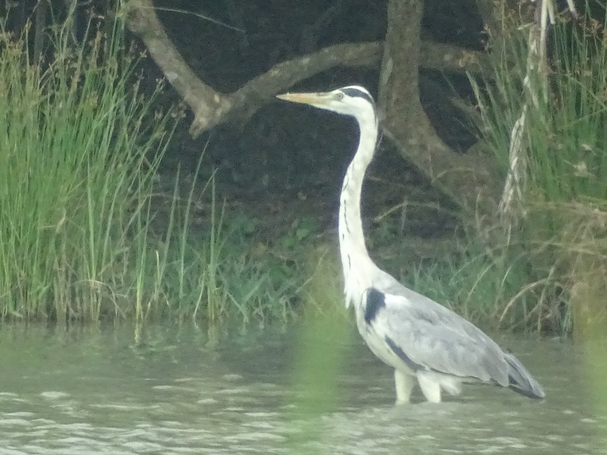 Gray Heron - Sri Srikumar