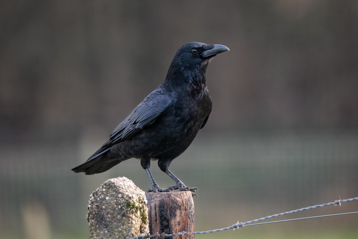 Carrion Crow - Guido Van den Troost