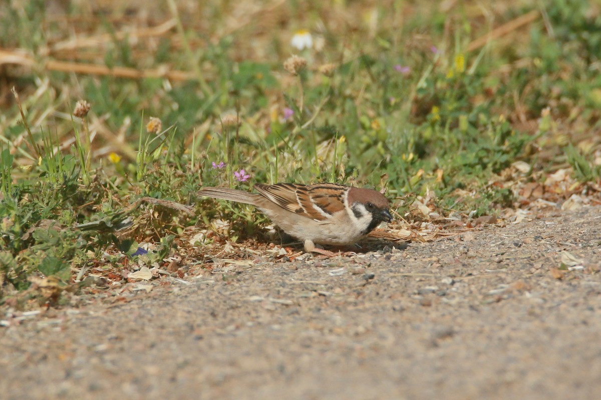 Eurasian Tree Sparrow - ML618950885