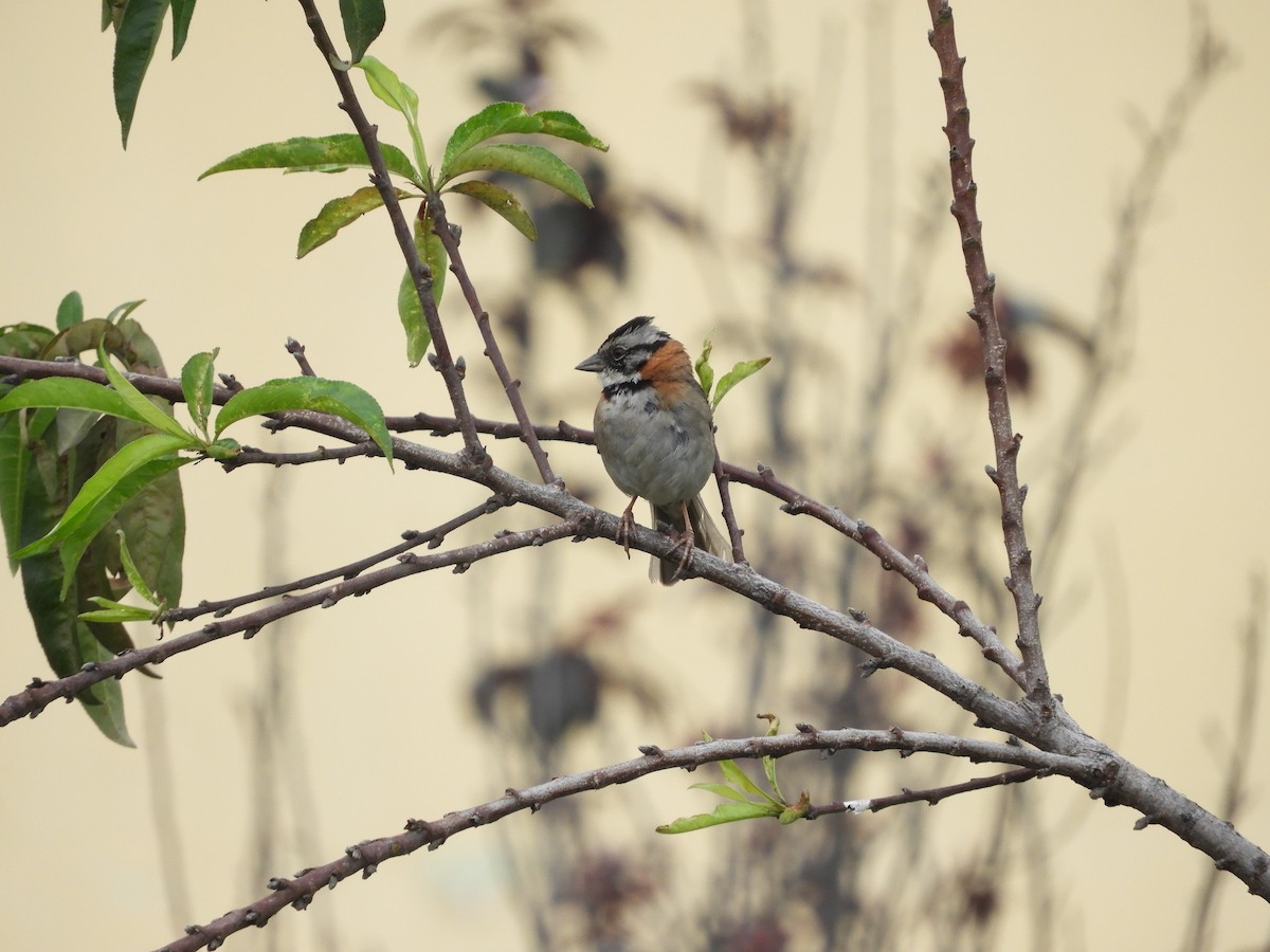 Rufous-collared Sparrow - ML618950894