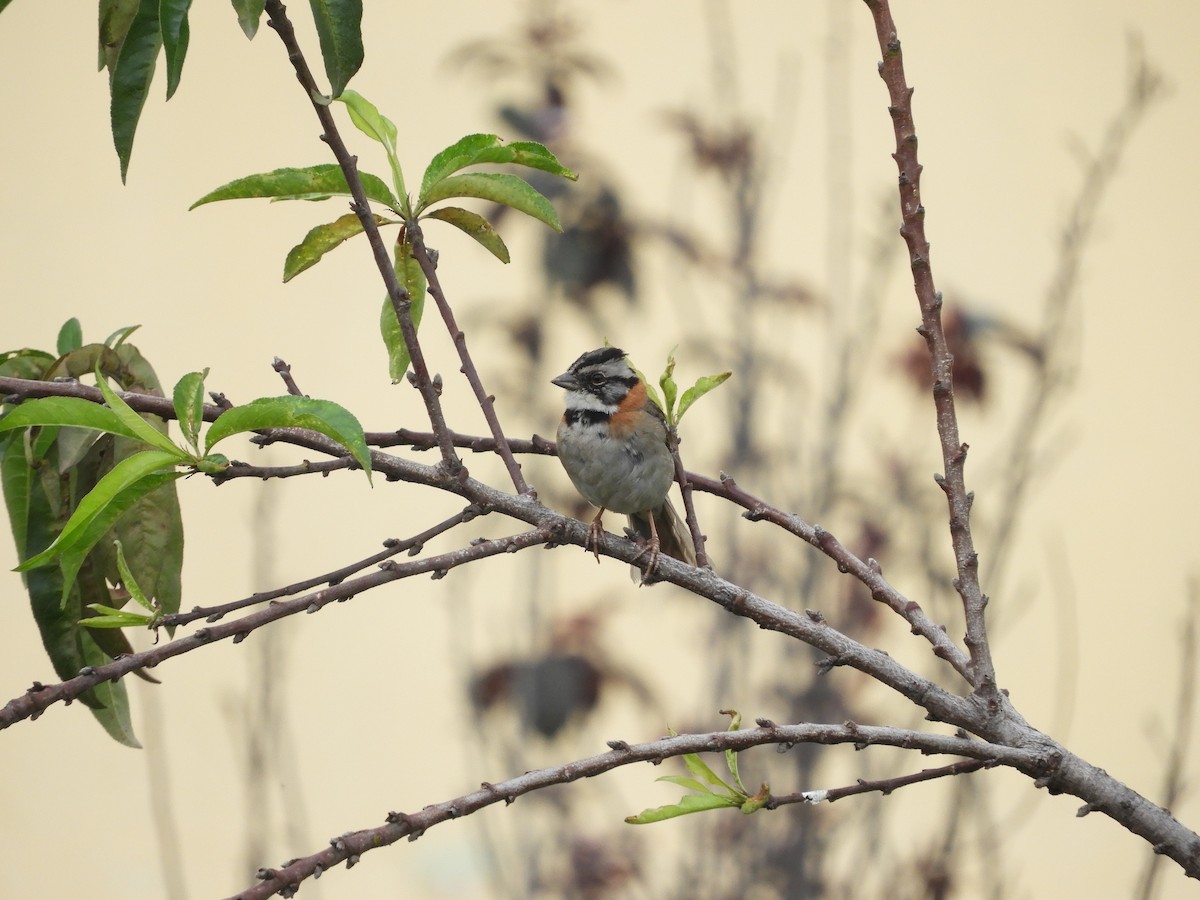 Rufous-collared Sparrow - ML618950895