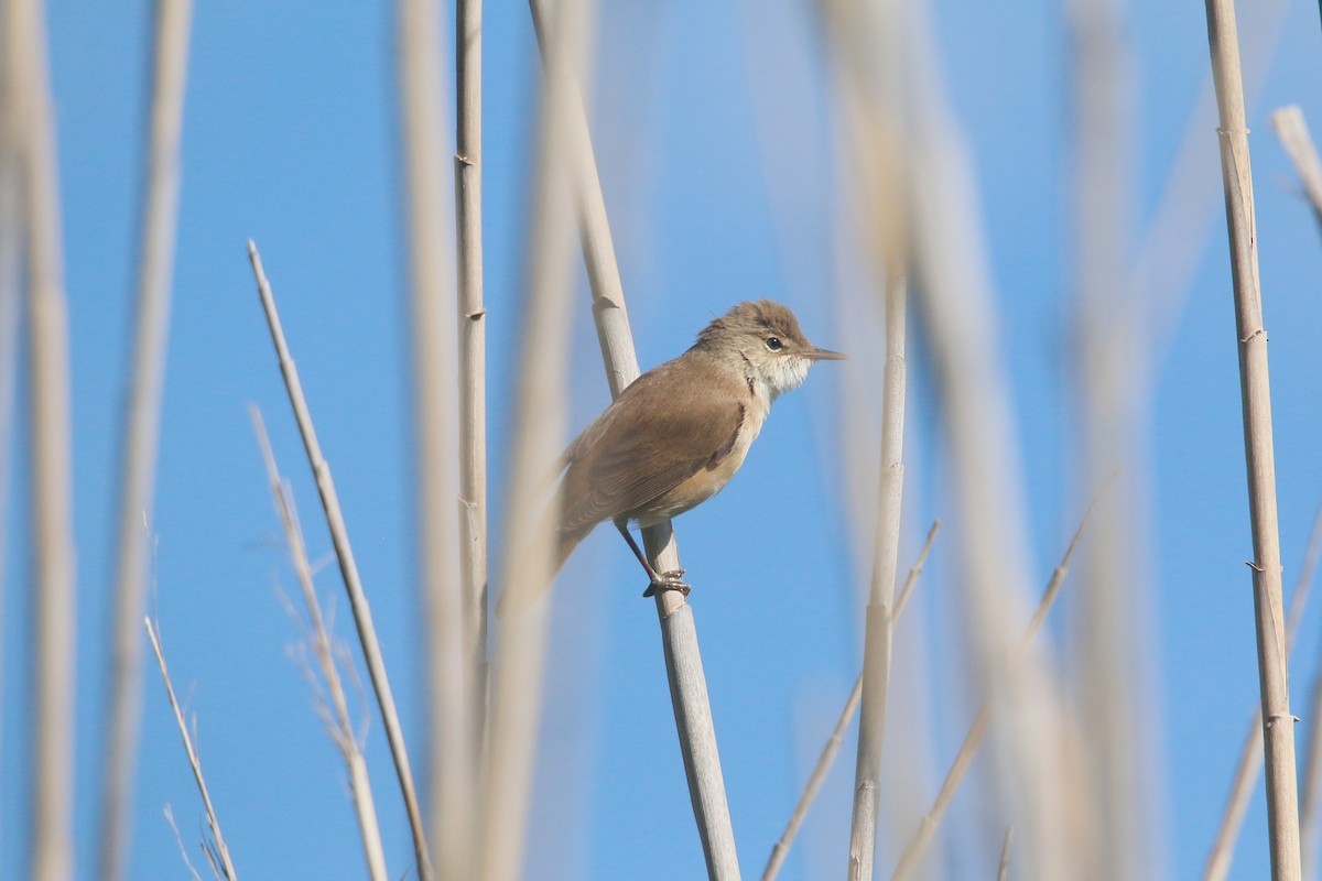 Common Reed Warbler - ML618950897