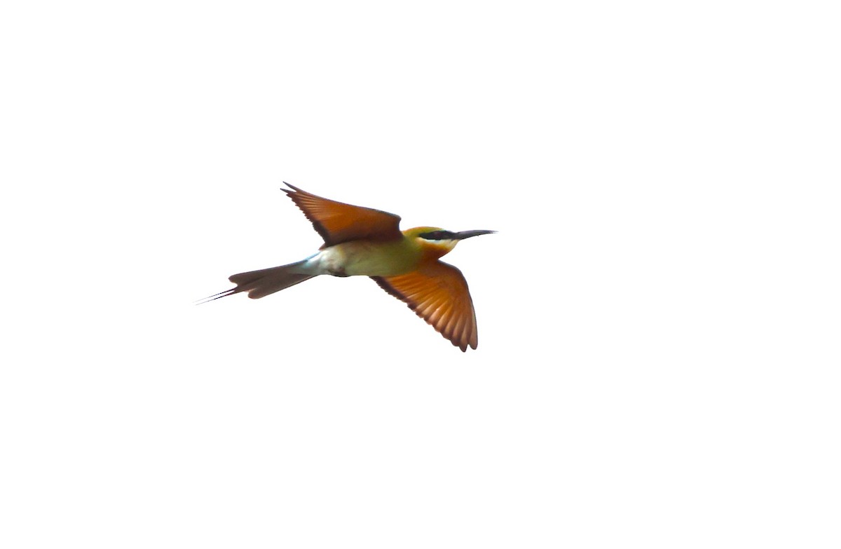 Blue-tailed Bee-eater - ML618950906