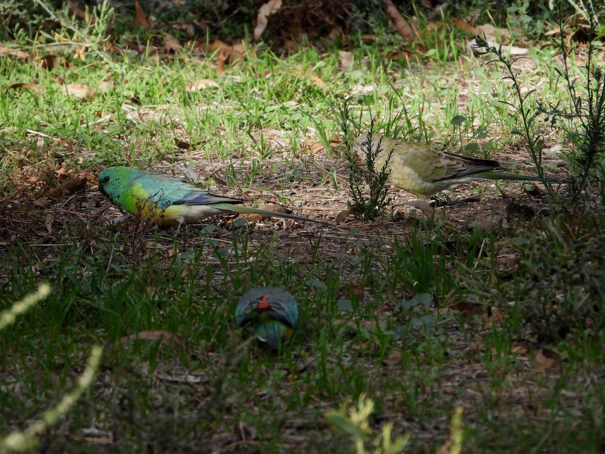 Red-rumped Parrot - Joanne Thompson