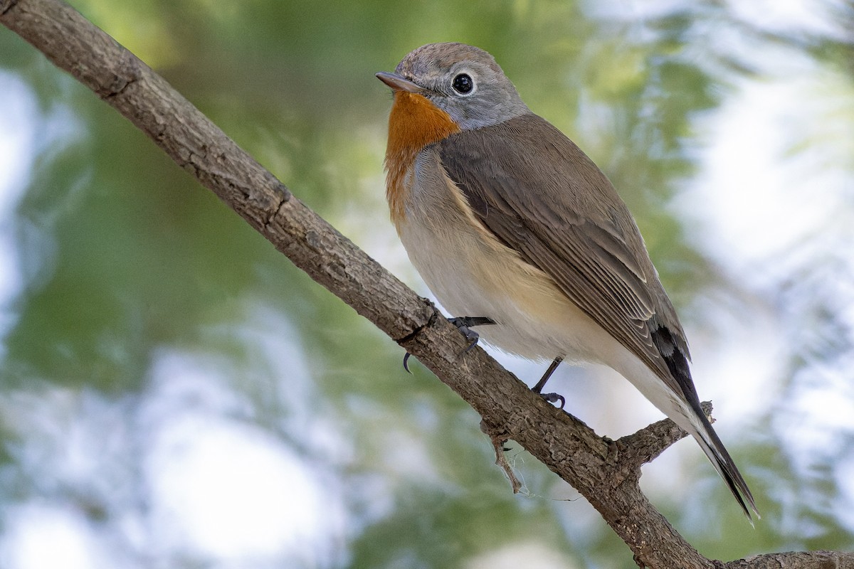 Red-breasted Flycatcher - ML618950992