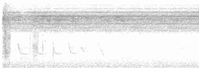 Белокрылый бекард - ML618951016
