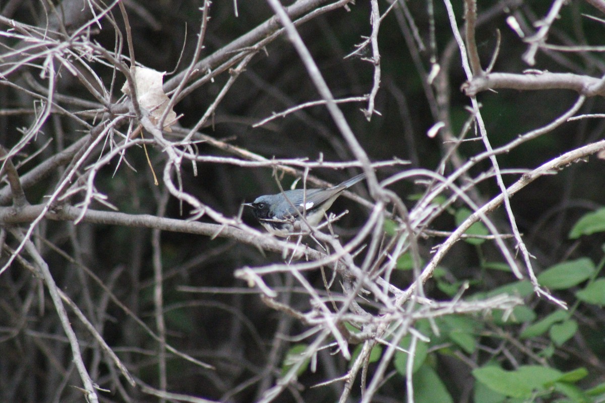 Black-throated Blue Warbler - ML618951020