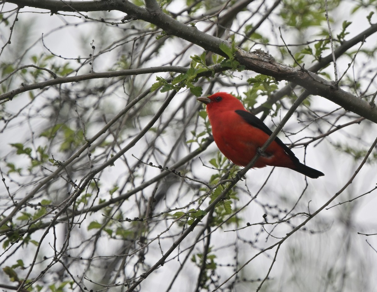 Scarlet Tanager - ML618951028