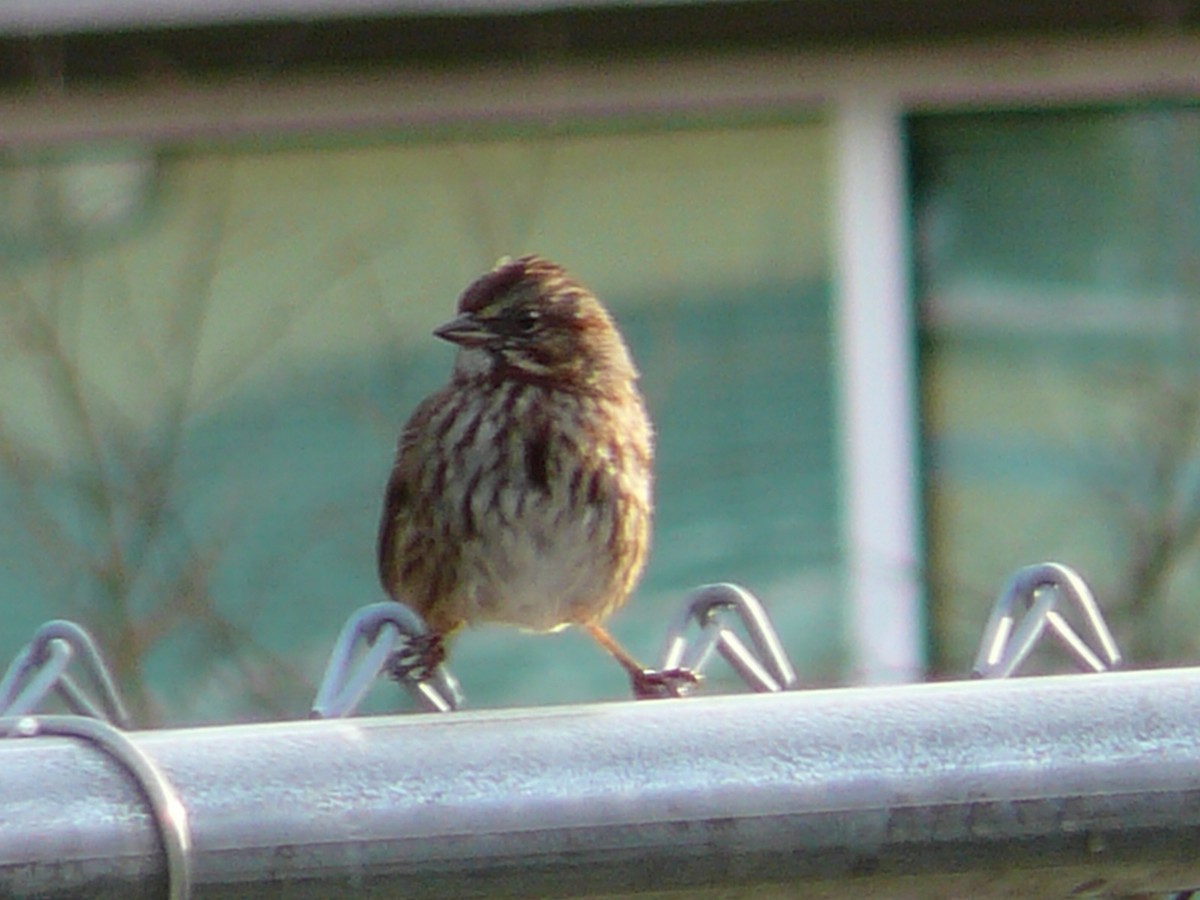 Song Sparrow - Kanae Okubo