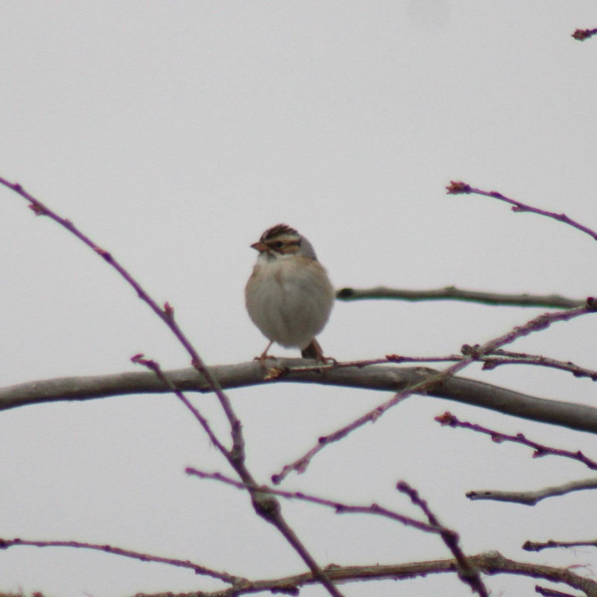 Clay-colored Sparrow - ML618951036