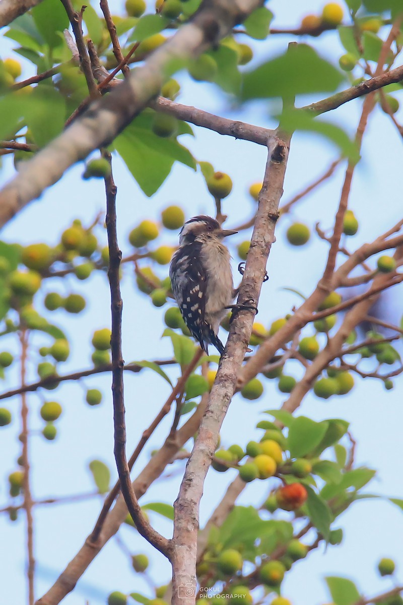 Brown-capped Pygmy Woodpecker - ML618951083