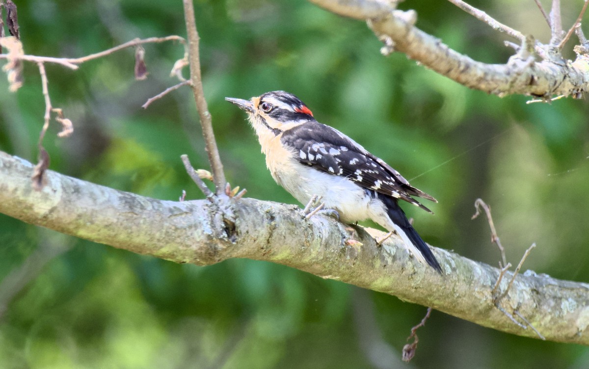 Downy Woodpecker - ML618951099