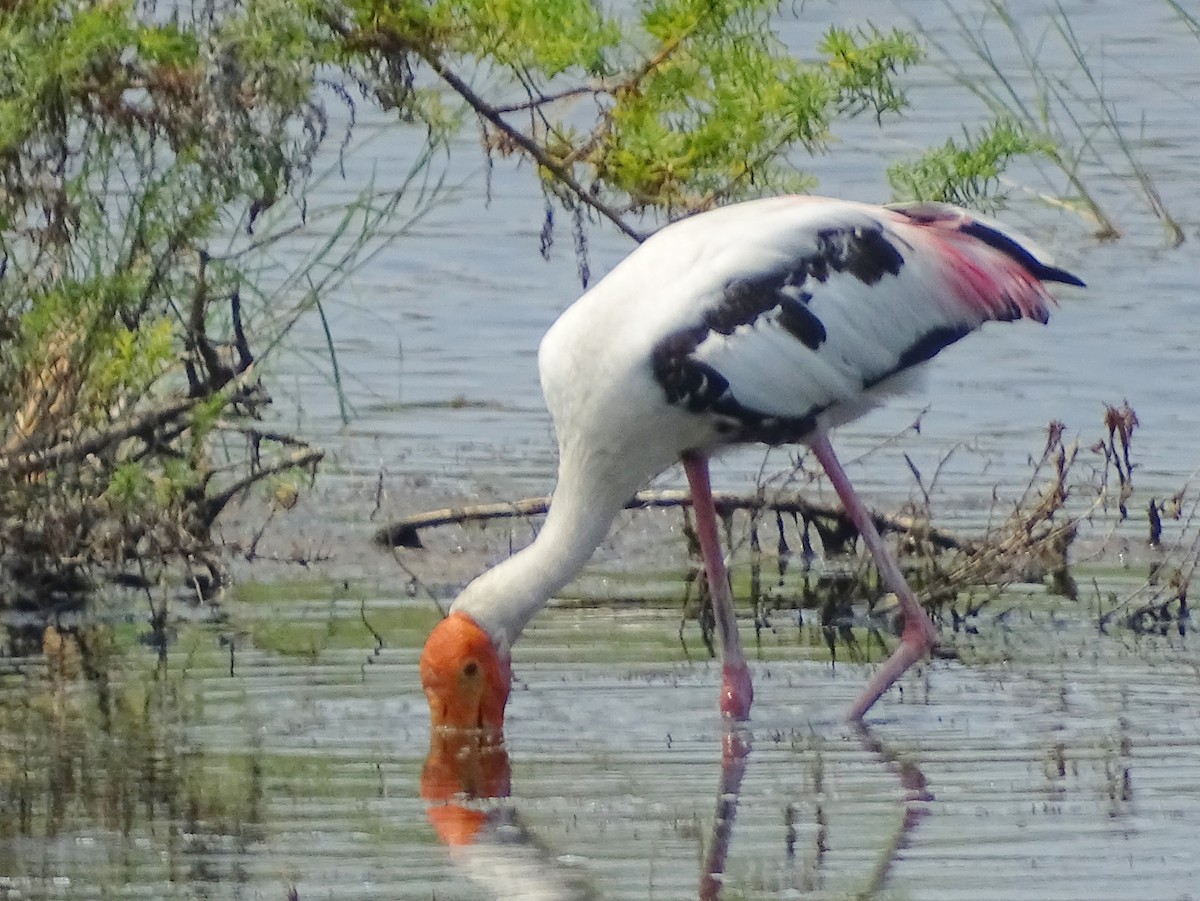 Painted Stork - Sri Srikumar