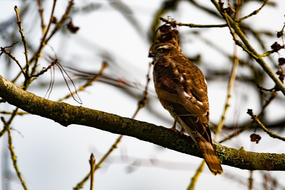 Eurasian Sparrowhawk - Guido Van den Troost