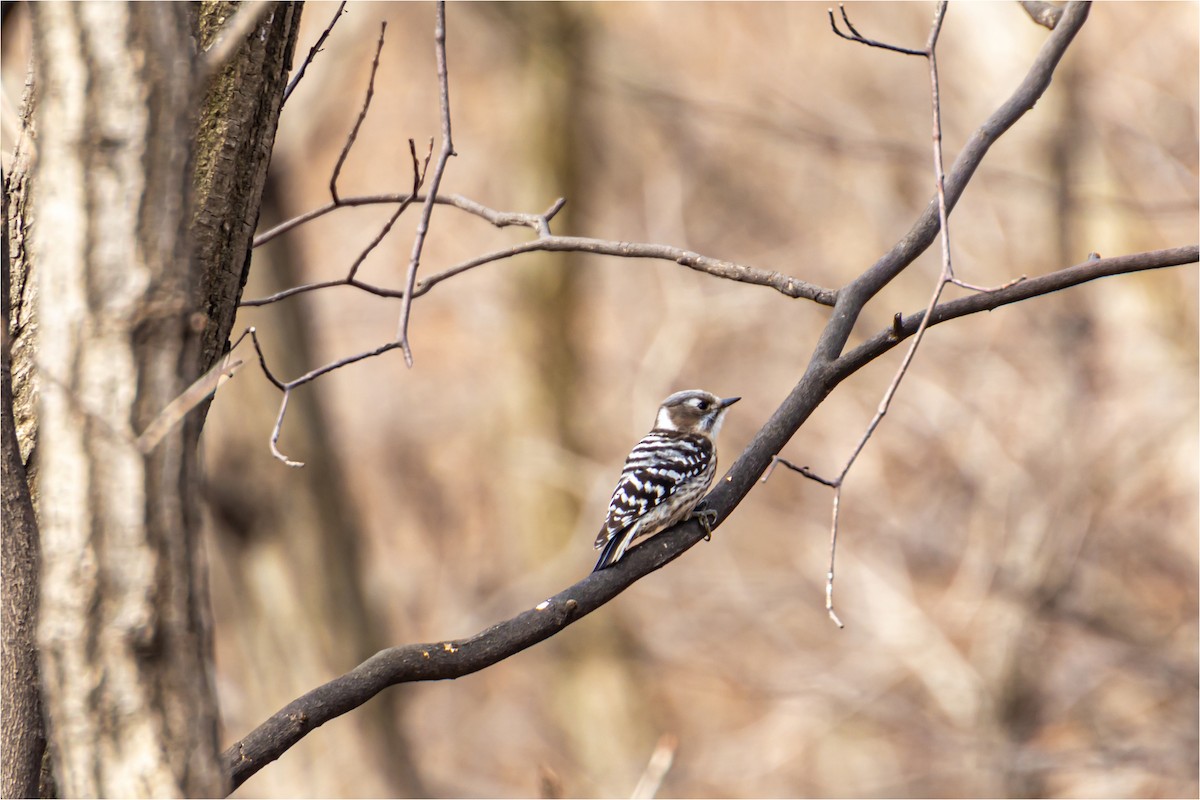 Japanese Pygmy Woodpecker - ML618951131