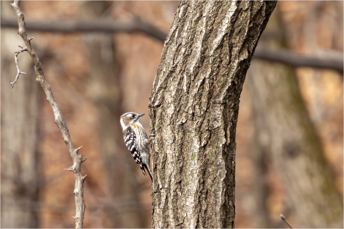 Japanese Pygmy Woodpecker - ML618951132