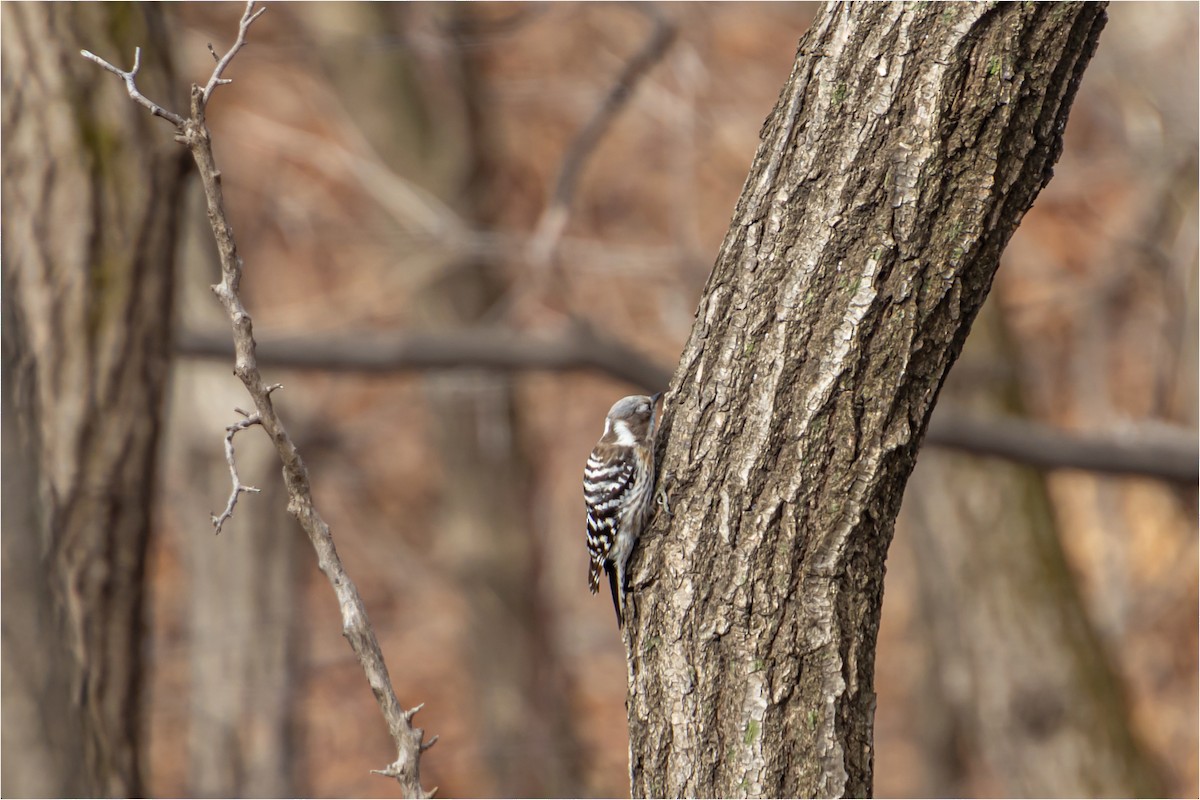 Japanese Pygmy Woodpecker - ML618951133