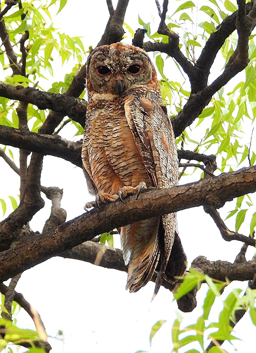 Mottled Wood-Owl - Krishnamoorthy Raju