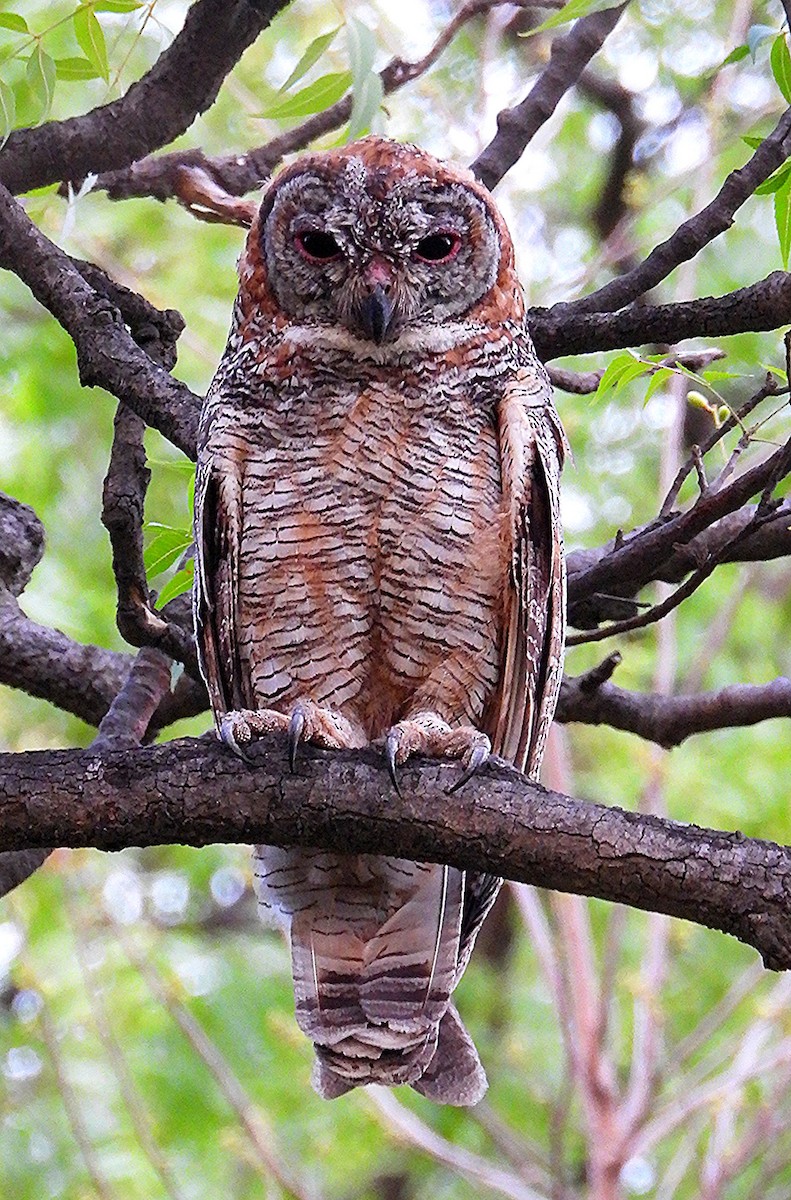 Mottled Wood-Owl - Krishnamoorthy Raju