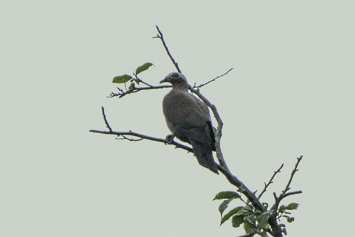 Pale-capped Pigeon - ML618951202