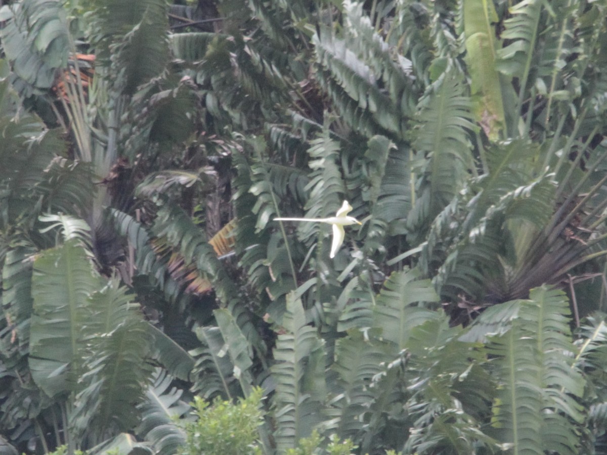 Weißschwanz-Tropikvogel - ML618951228