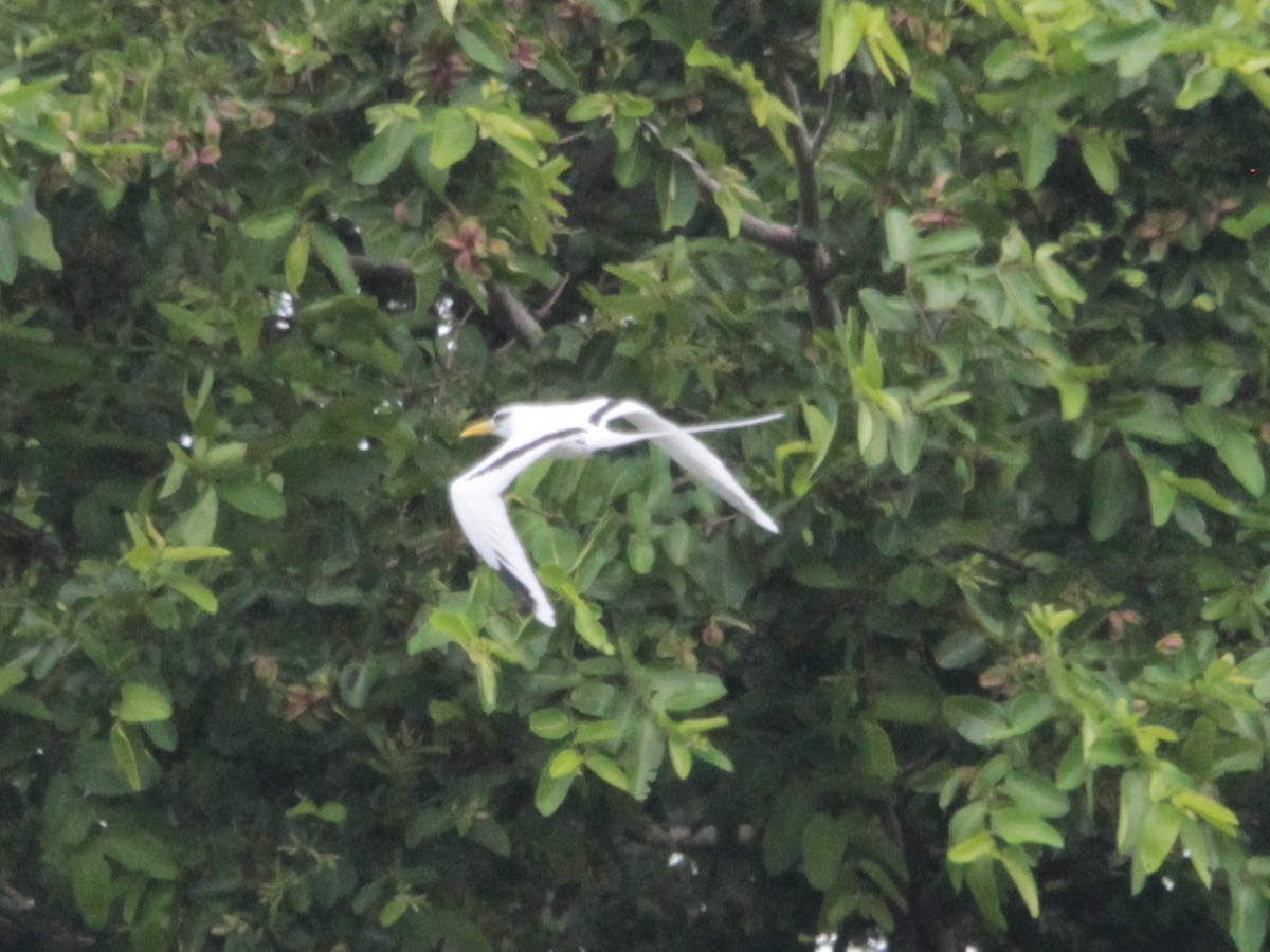 White-tailed Tropicbird - ML618951236