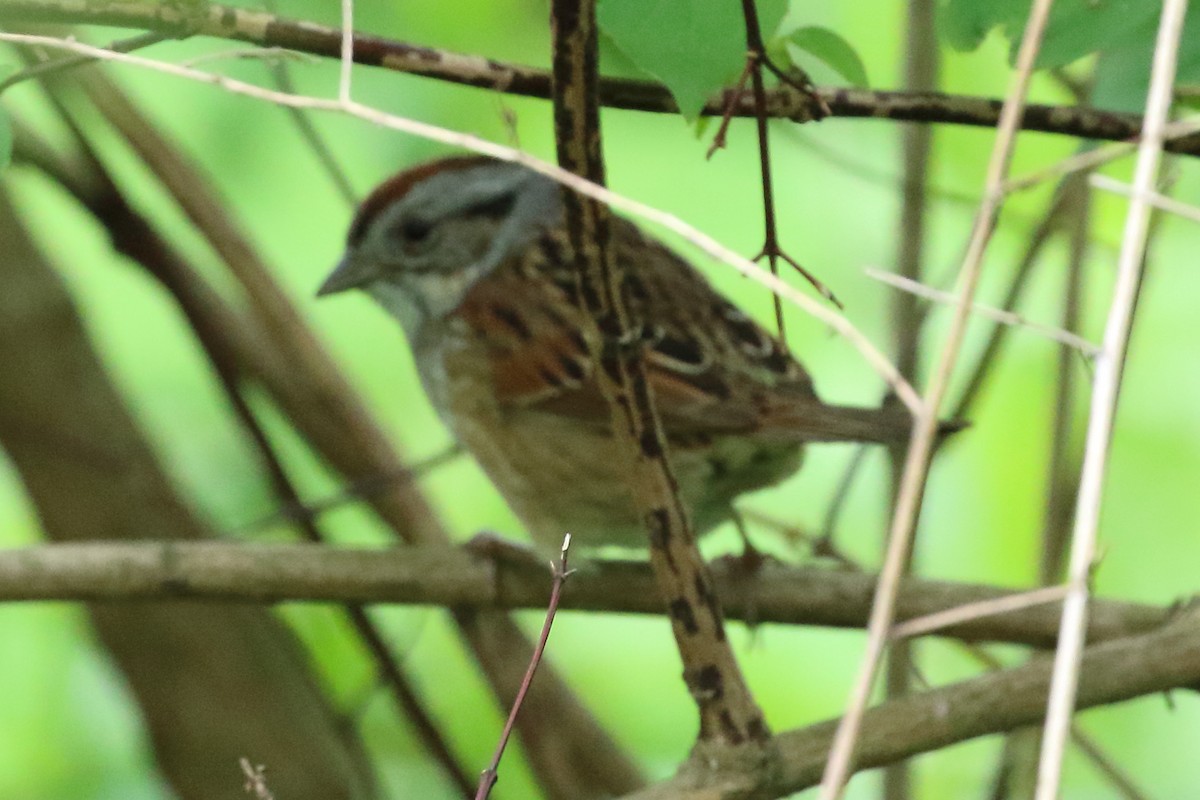 Swamp Sparrow - Scott Eaton