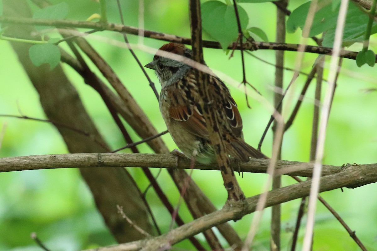 Swamp Sparrow - ML618951281