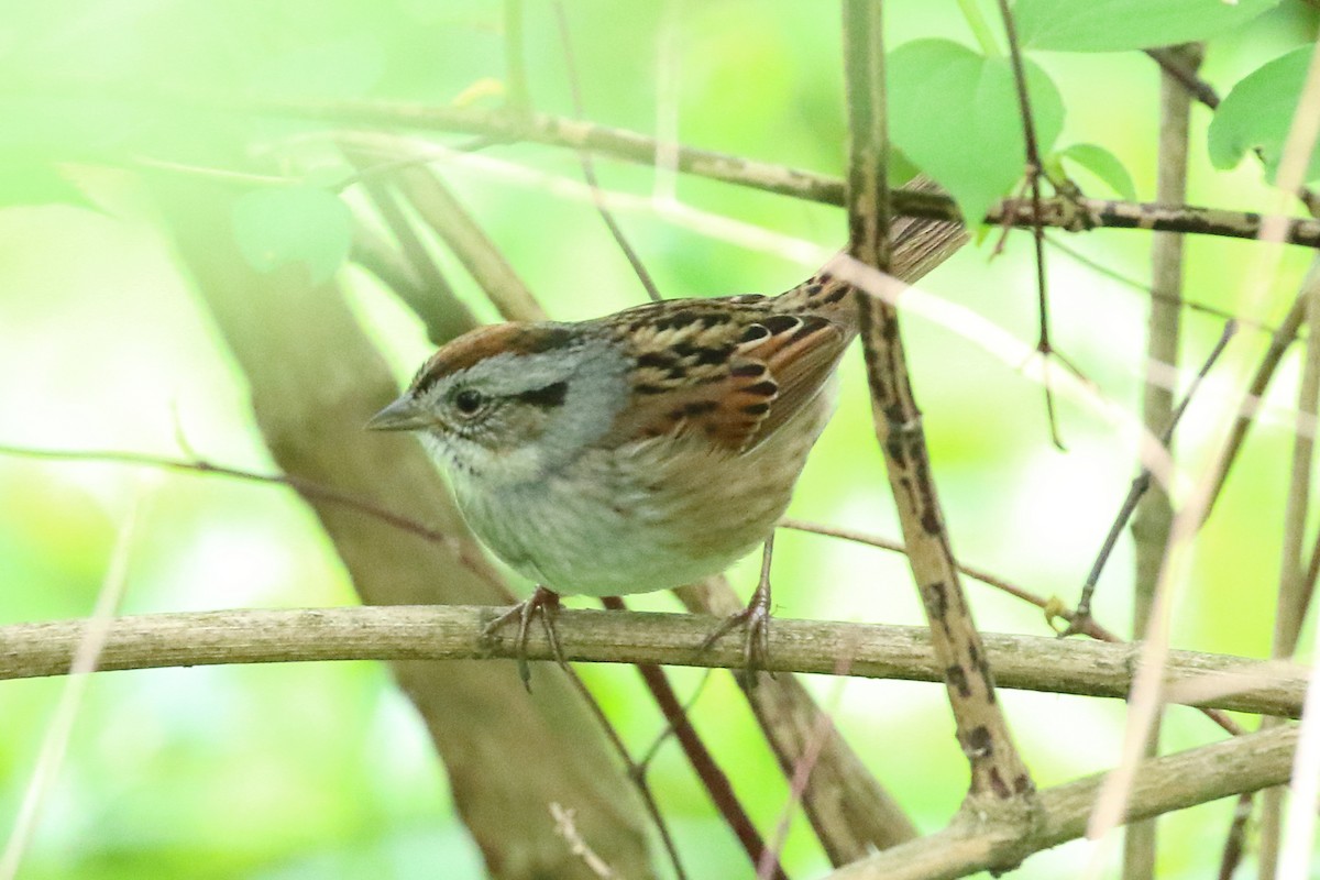 Swamp Sparrow - ML618951282