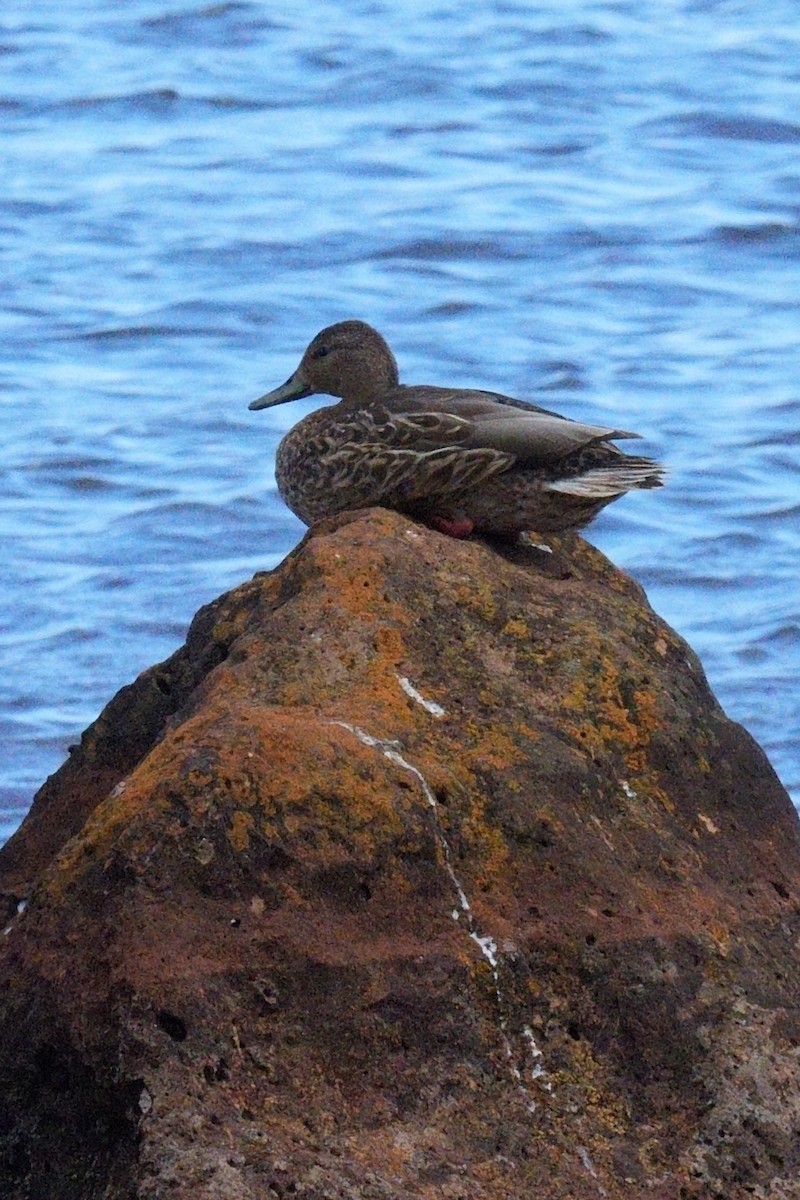 Hawaiian Duck - ML618951288