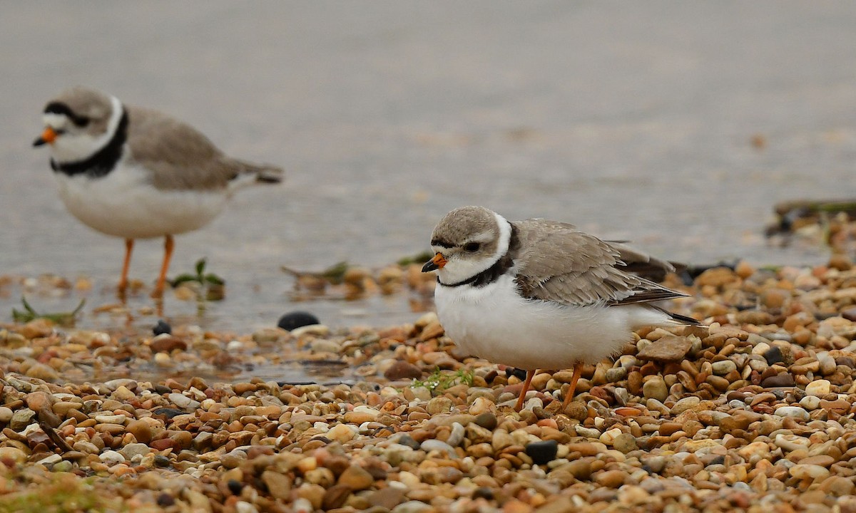 Piping Plover - ML618951310