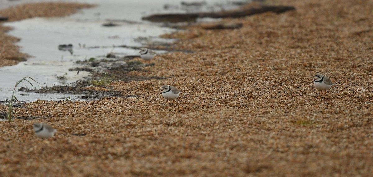 Piping Plover - ML618951311