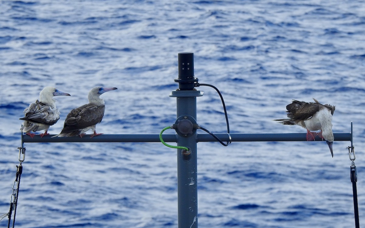 Red-footed Booby - ML618951331