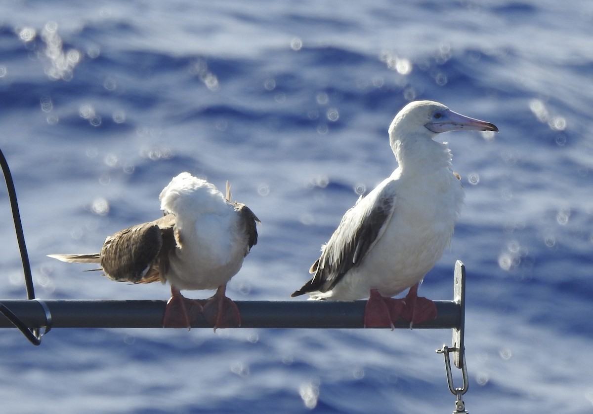 Red-footed Booby - ML618951334