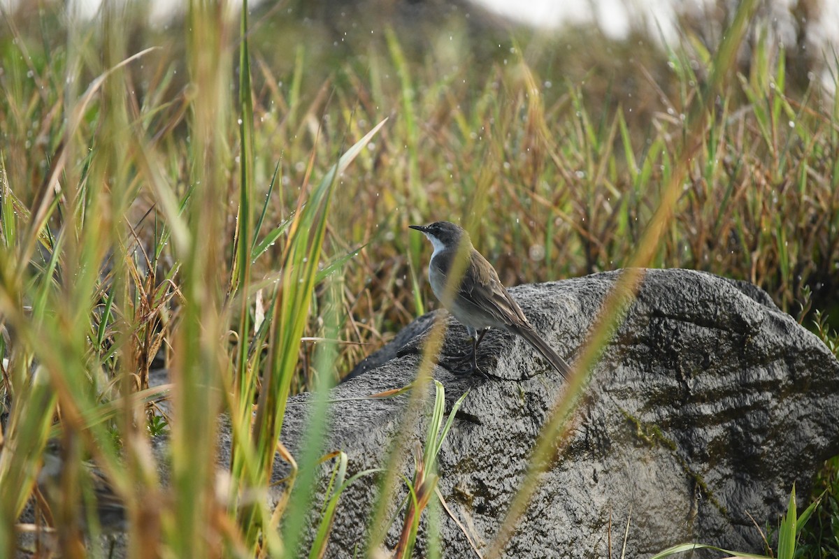 Cape Wagtail - ML618951335
