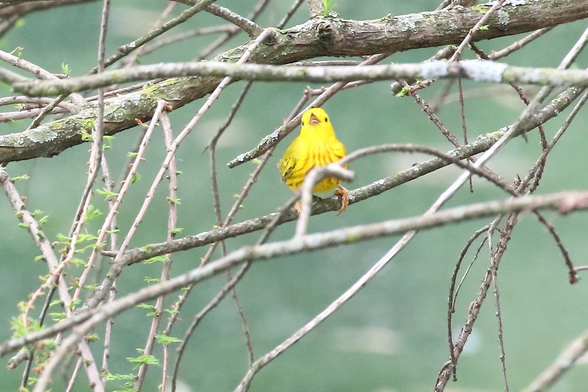 Yellow Warbler - ML618951338