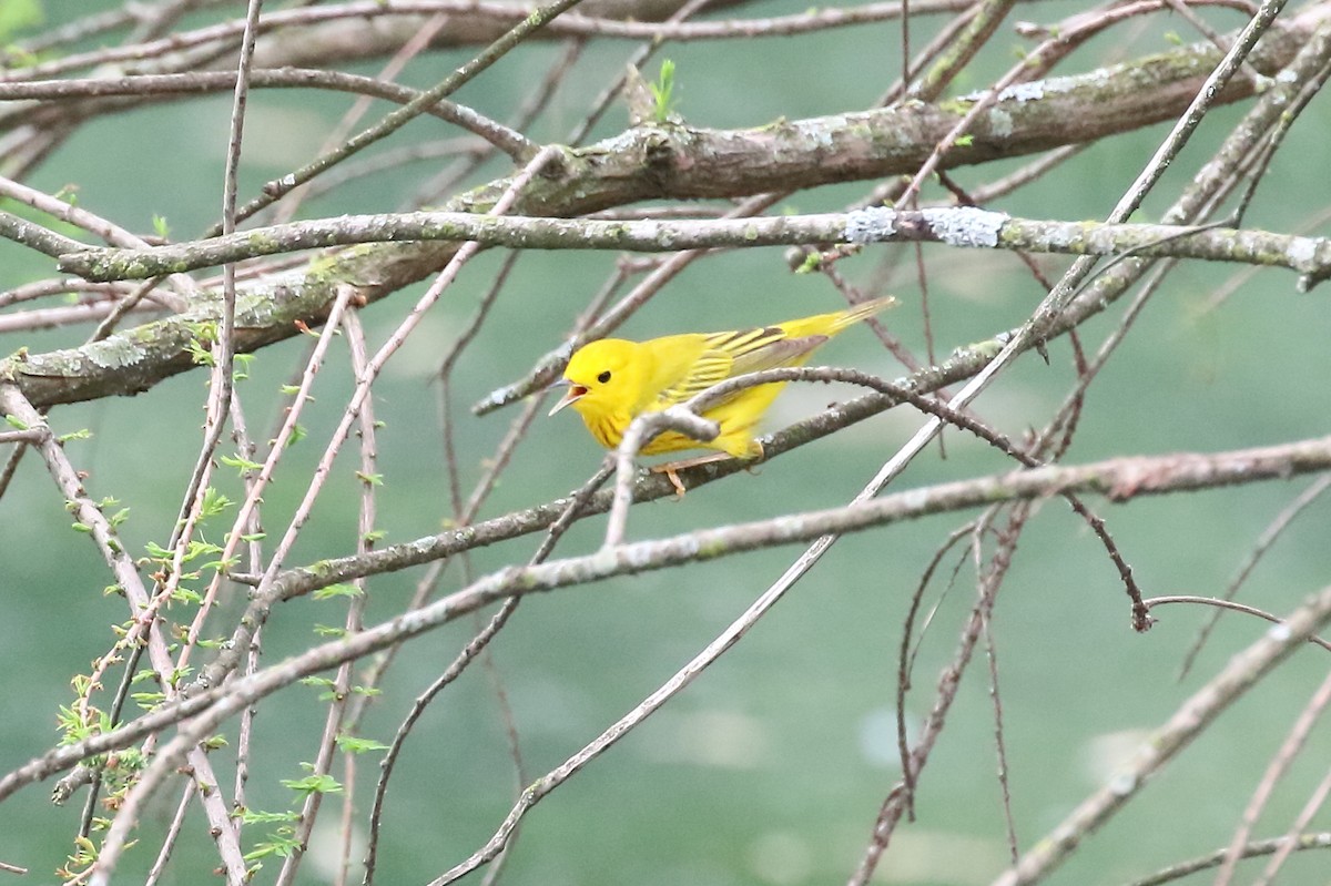 Yellow Warbler - ML618951340