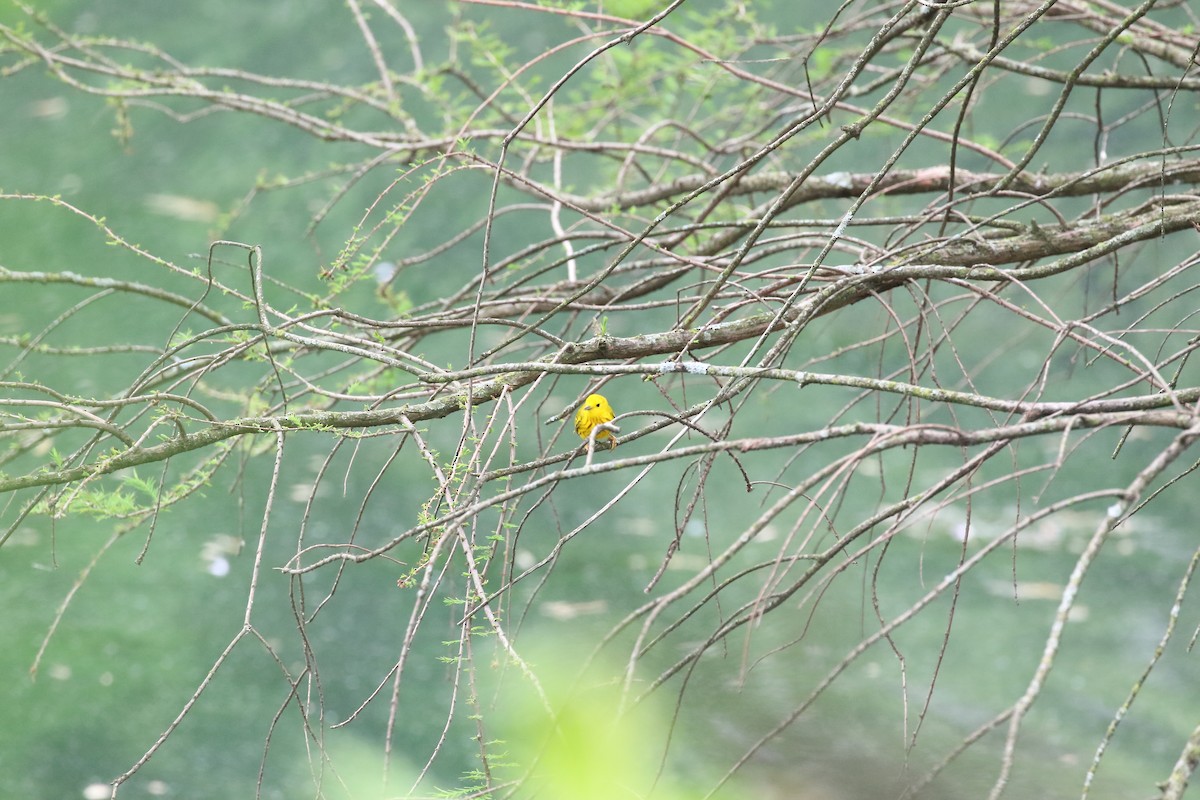Yellow Warbler - Scott Eaton