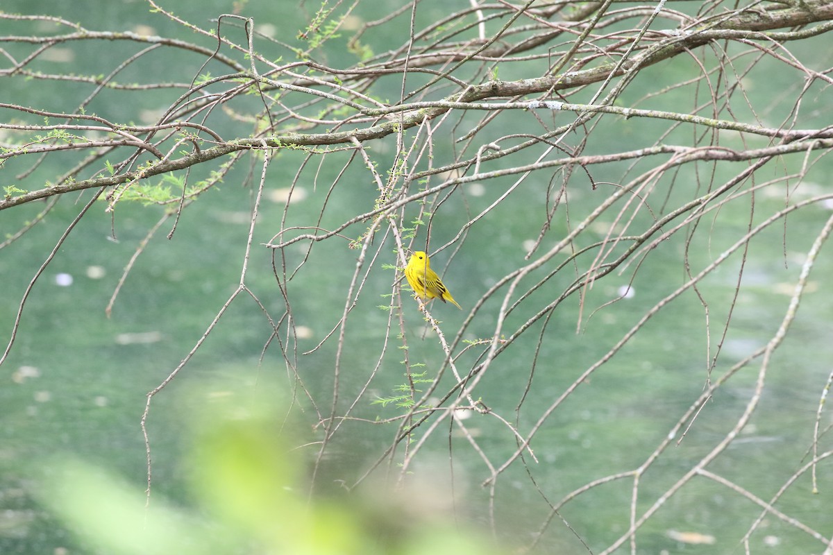 Yellow Warbler - ML618951347