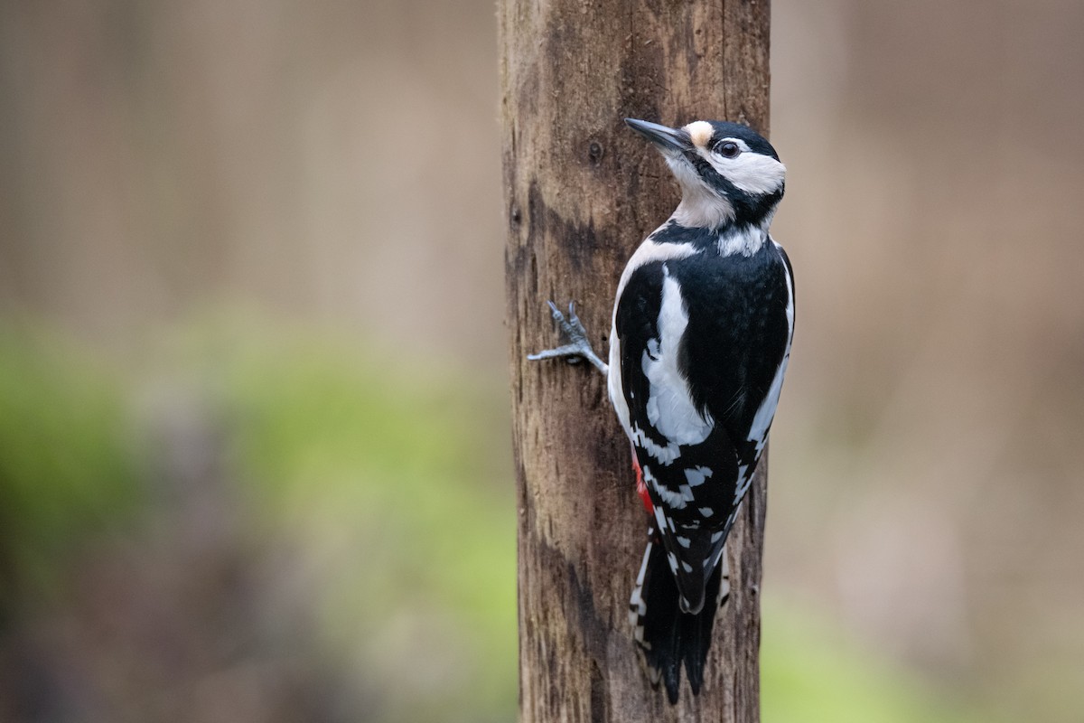 Great Spotted Woodpecker - ML618951377