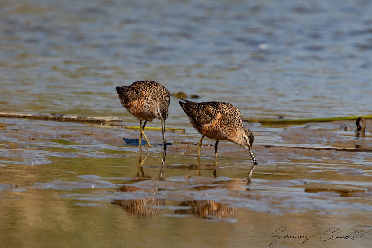 Long-billed Dowitcher - ML618951414