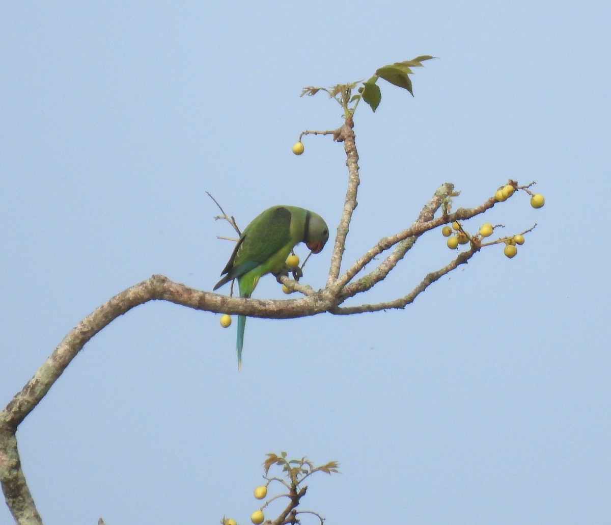 Malabar Yeşil Papağanı - ML618951415